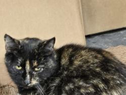Lost Female Cat last seen N Wiliams & Beech near New Seasons, Portland, OR 97227
