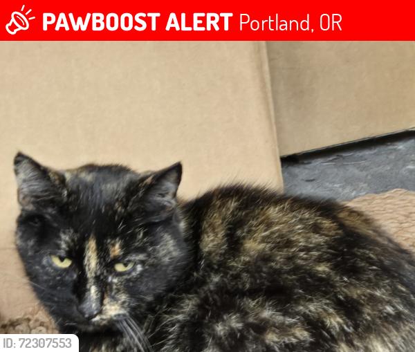 Lost Female Cat last seen N Wiliams & Beech near New Seasons, Portland, OR 97227