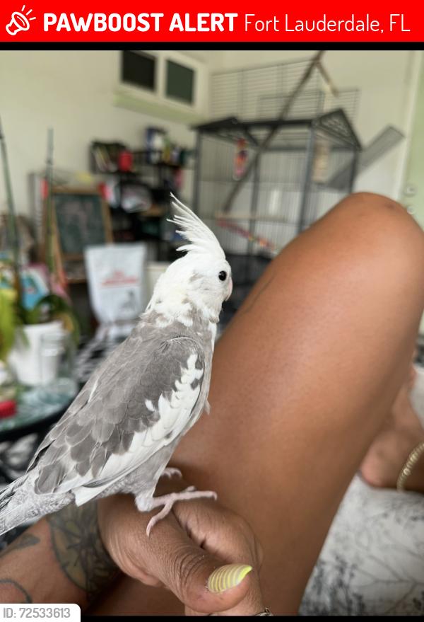 Lost Male Bird last seen Larkdale ests , Fort Lauderdale, FL 33311