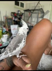 Lost Male Bird last seen Larkdale ests , Fort Lauderdale, FL 33311