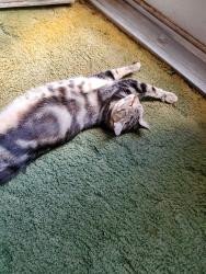 Lost Female Cat last seen Briar st headed toward chevy chase and deerwood ln , Waxahachie, TX 75165