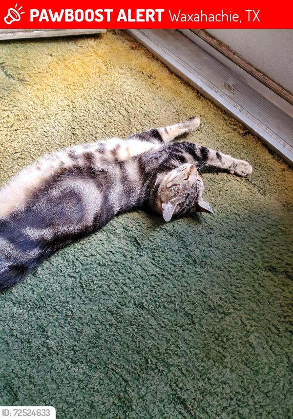 Lost Female Cat last seen Briar st headed toward chevy chase and deerwood ln , Waxahachie, TX 75165