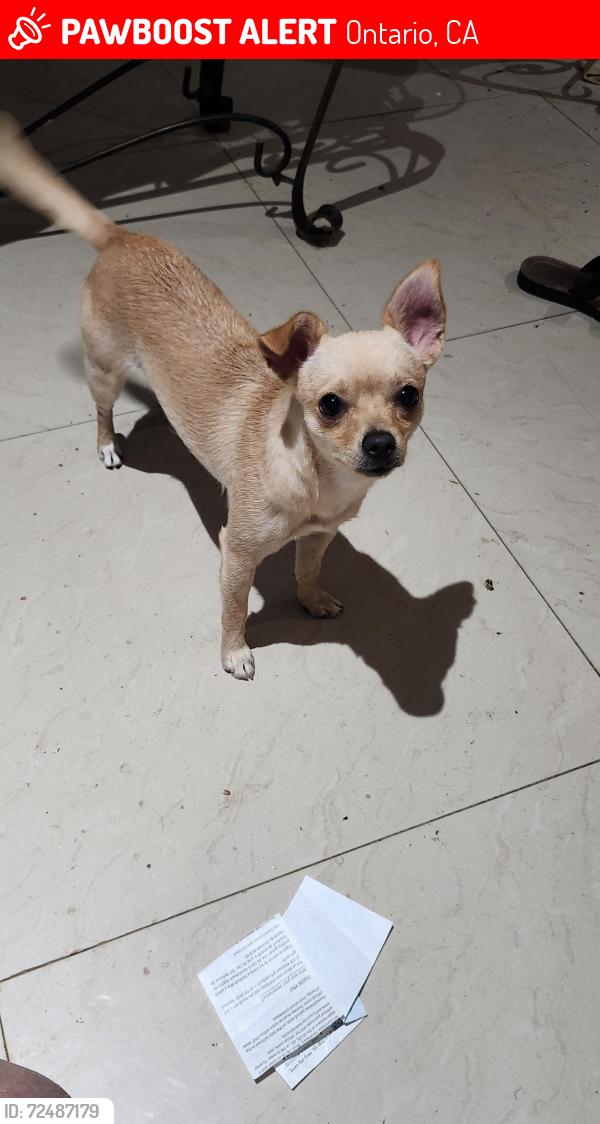 Lost Female Dog last seen Francis / magnolia , Ontario, CA 91762