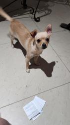 Lost Female Dog last seen Francis / magnolia , Ontario, CA 91762