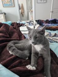 Lost Female Cat last seen Jessamine Rd. Near Grey Collegiate Academy, Lexington, SC 29073