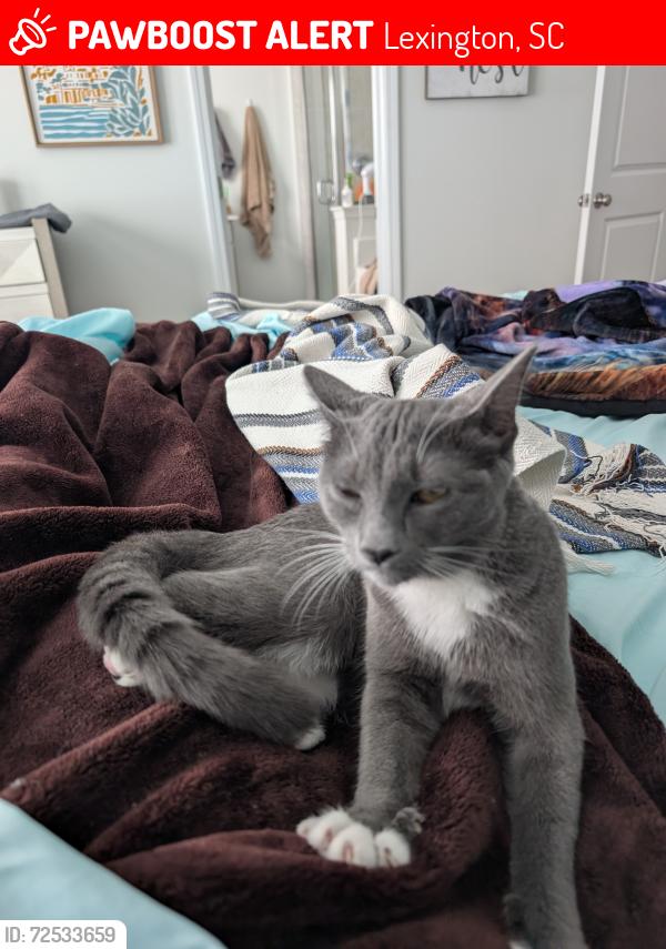 Lost Female Cat last seen Jessamine Rd. Near Grey Collegiate Academy, Lexington, SC 29073