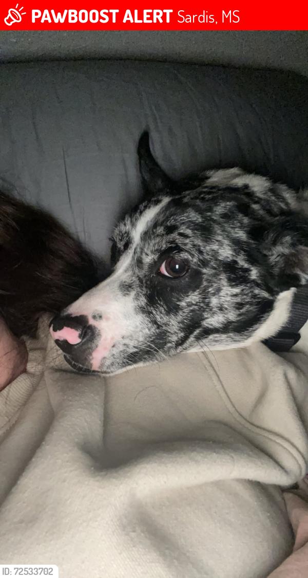 Lost Male Dog last seen Black Jack , Sardis, MS 38666