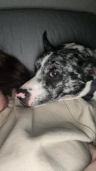 Lost Male Dog last seen Black Jack , Sardis, MS 38666