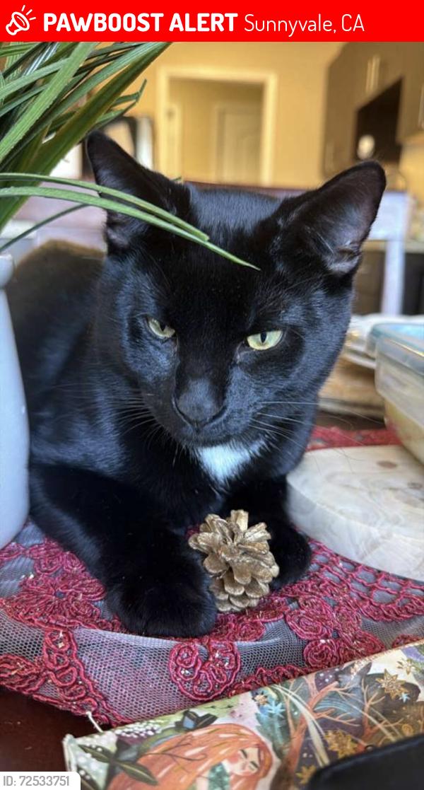Lost Male Cat last seen Reed Square Complex, Sunnyvale, CA 94086