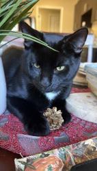 Lost Male Cat last seen Reed Square Complex, Sunnyvale, CA 94086