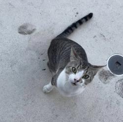 Lost Male Cat last seen Stirling Road west of 95, Fort Lauderdale, FL 33312