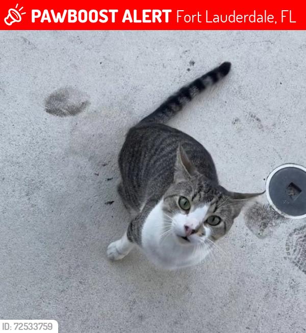 Lost Male Cat last seen Stirling Road west of 95, Fort Lauderdale, FL 33312
