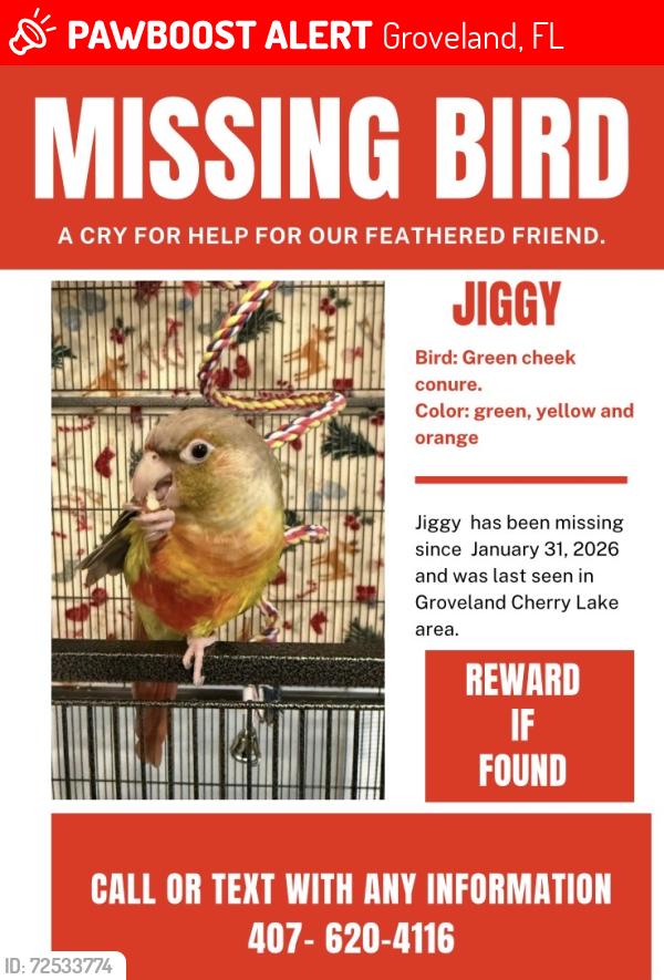 Lost Female Bird last seen Cherry lake rd in groveland fl , Groveland, FL 34753