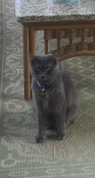 Lost Female Cat last seen Six Hills neighborhood /Kensington Farms , Alpharetta, GA 30004