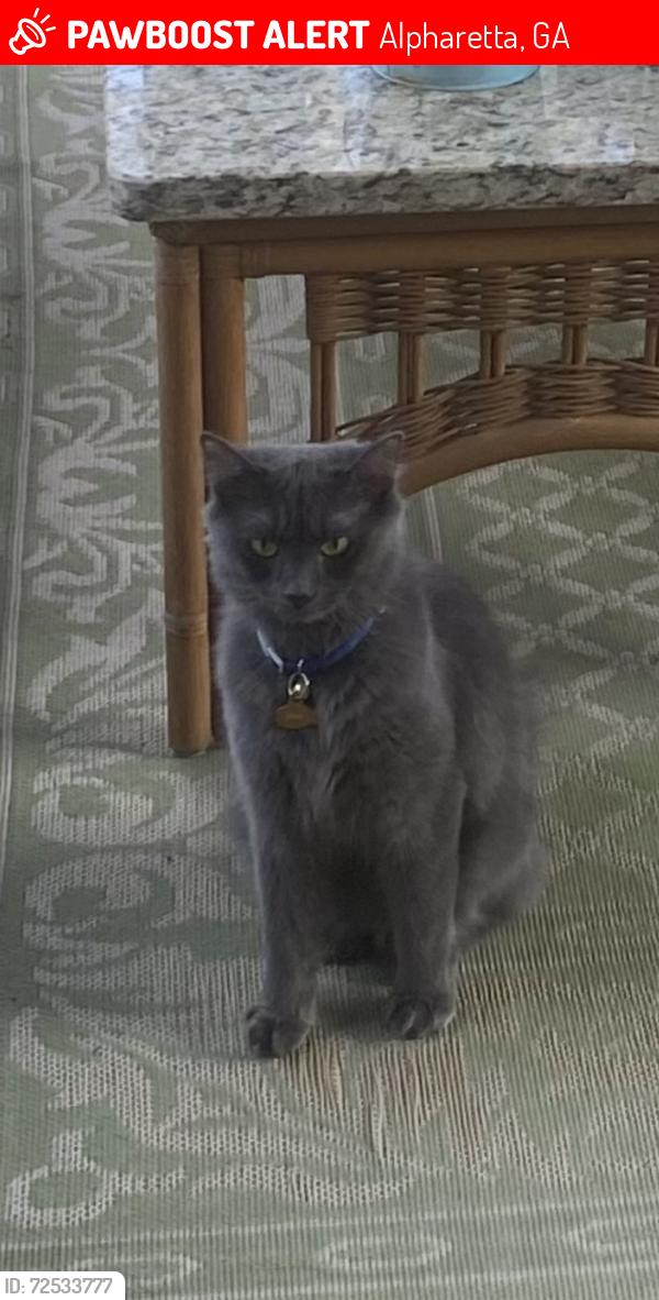 Lost Female Cat last seen Six Hills neighborhood /Kensington Farms , Alpharetta, GA 30004