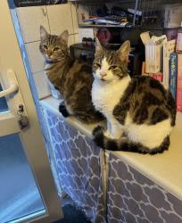 Lost Male Cat last seen Hill street Bristol , South Gloucestershire, England BS15 4EU