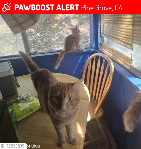 Lost Female Cat last seen Spagnoil mine rd pine Grove CA , Pine Grove, CA 95665