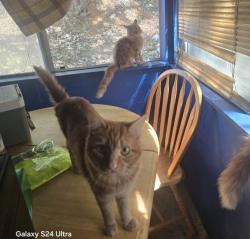 Lost Female Cat last seen Spagnoil mine rd pine Grove CA , Pine Grove, CA 95665