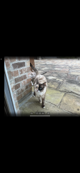 Lost Female Cat last seen Moss St/Hector Connolly, Lafayette, LA 70507