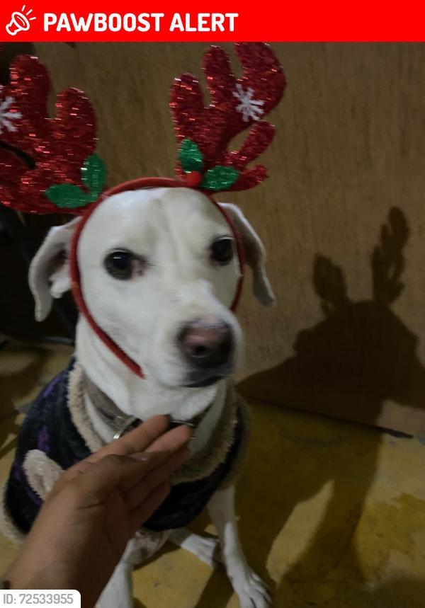 Lost Female Dog last seen Las águilas Nezahualcóyotl , Ciudad Nezahualcóyotl, Méx. 