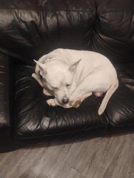 Lost Male Dog last seen South haven , Oakhurst, OK 74107