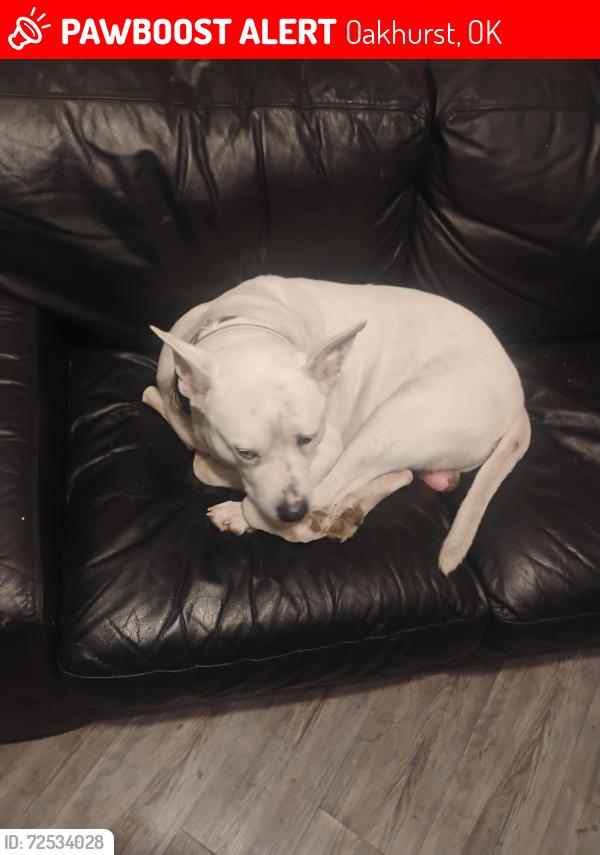 Lost Male Dog last seen South haven , Oakhurst, OK 74107