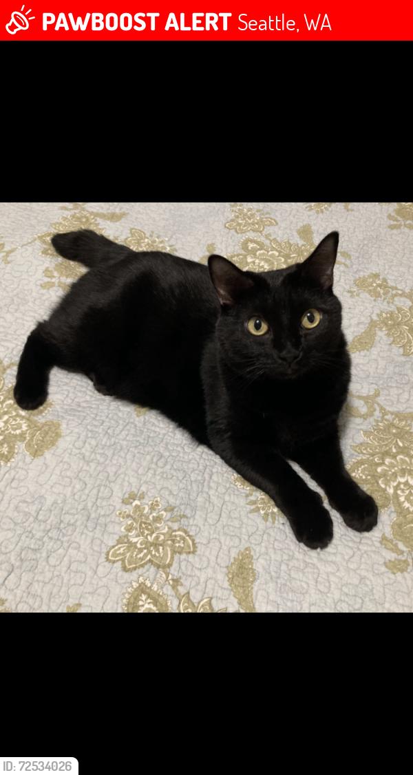 Lost Female Cat last seen 30th and 60th , Seattle, WA 98105