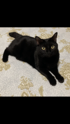 Lost Female Cat last seen 30th and 60th , Seattle, WA 98105
