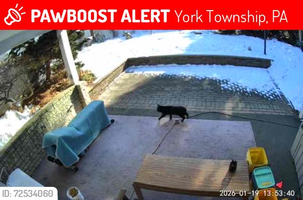 Lost Unknown Cat last seen Lehman Drive and Homeland Road, York Township, PA 17403