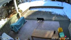 Lost Unknown Cat last seen Lehman Drive and Homeland Road, York Township, PA 17403