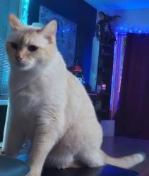 Lost Male Cat last seen 157th and Stark, Gresham, OR 97030