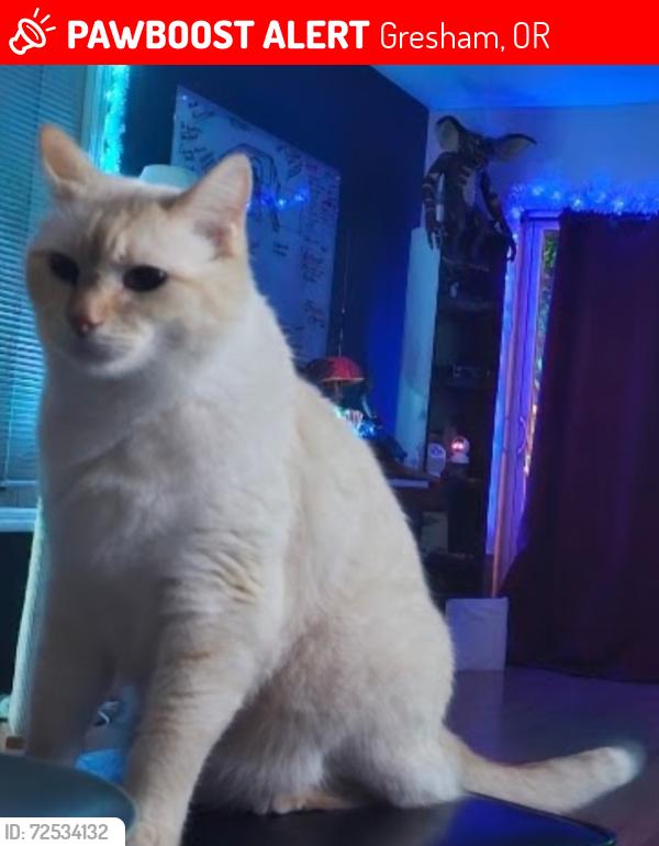 Lost Male Cat last seen 157th and Stark, Gresham, OR 97030