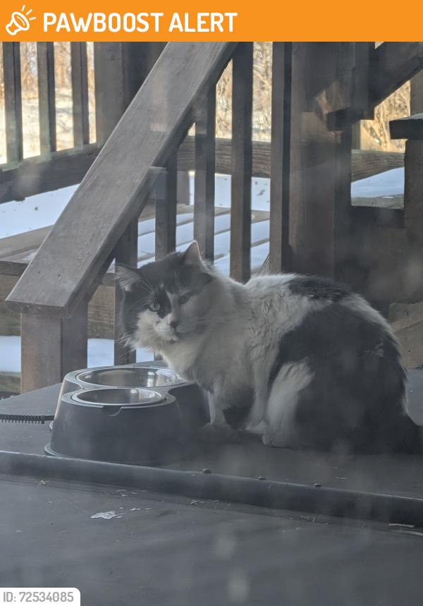 Found/Stray Unknown Cat last seen Oak Dr. Tamarack Subdivision, Wauconda Township, IL 60084