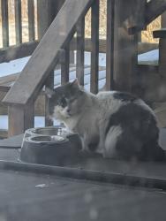 Found/Stray Unknown Cat last seen Oak Dr. Tamarack Subdivision, Wauconda Township, IL 60084