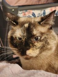Lost Female Cat last seen NW 164th St & N Western OKC/Edmond, Oklahoma City, OK 73013