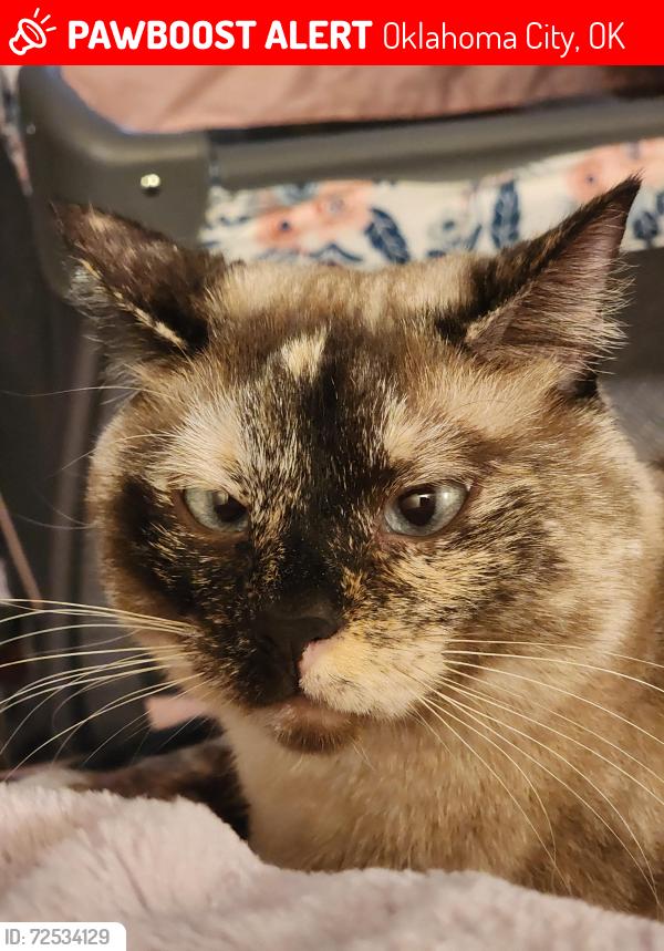 Lost Female Cat last seen NW 164th St & N Western OKC/Edmond, Oklahoma City, OK 73013