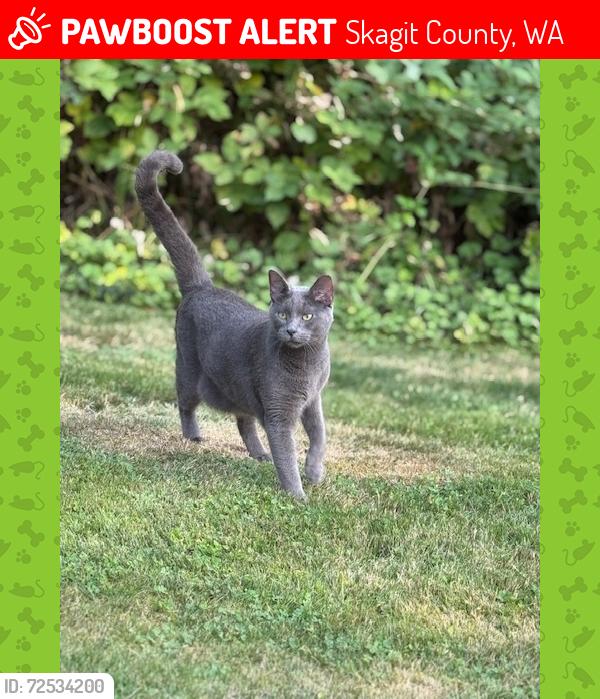 Lost Male Cat last seen Valeria Place & Highway 20, Skagit County, WA 98284