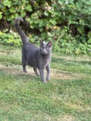 Lost Male Cat last seen Valeria Place & Highway 20, Skagit County, WA 98284