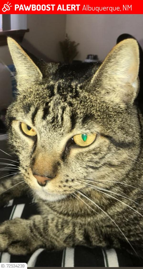 Lost Male Cat last seen Isleta Pueblo reservation , Albuquerque, NM 87105