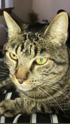 Lost Male Cat last seen Isleta Pueblo reservation , Albuquerque, NM 87105