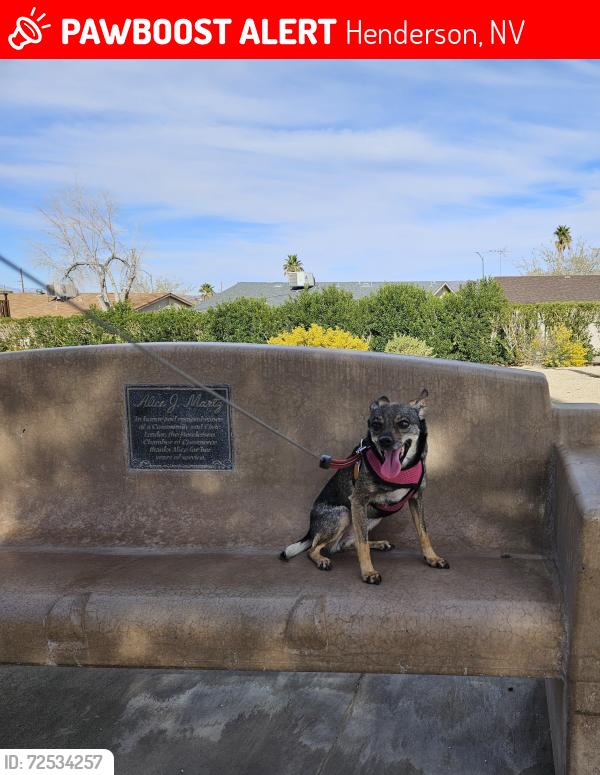 Lost Female Dog last seen Pacific Ave & Horizon , Henderson, NV 89002