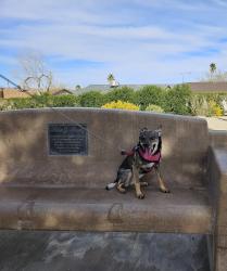 Lost Female Dog last seen Pacific Ave & Horizon , Henderson, NV 89002