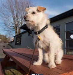 Lost Male Dog last seen Gavina Ave. and Harding Street, Sylmar, CA, Los Angeles, CA 91342