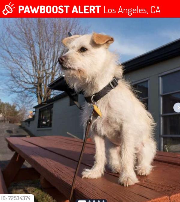 Lost Male Dog last seen Gavina Ave. and Harding Street, Sylmar, CA, Los Angeles, CA 91342