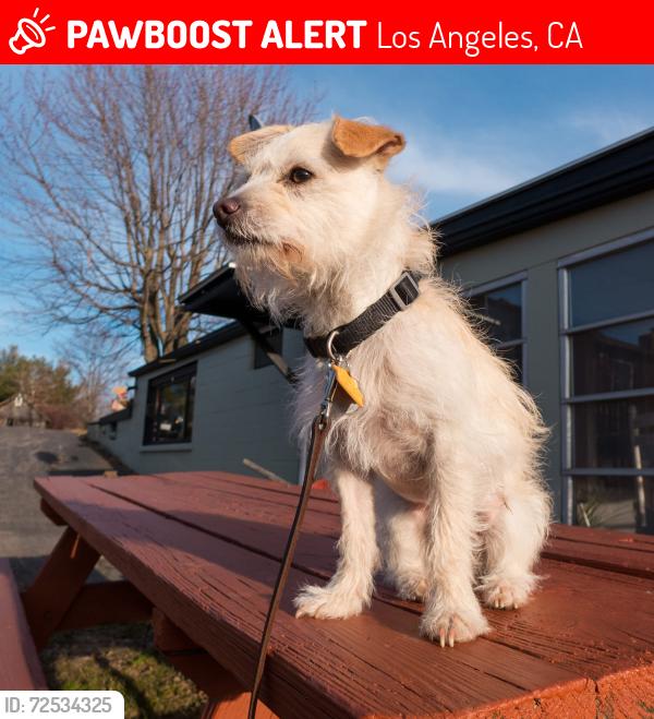 Lost Male Dog last seen Near Gavina Avenue, Sylmar. Vicinity of Maclay and Gavina   , Los Angeles, CA 91342