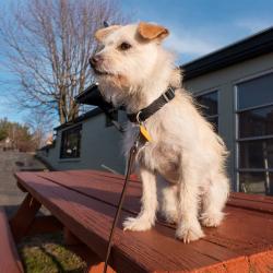 Lost Male Dog last seen Near Gavina Avenue, Sylmar. Vicinity of Maclay and Gavina   , Los Angeles, CA 91342