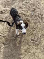 Lost Male Dog last seen Richland ave, musick ave, Modesto, CA 95351