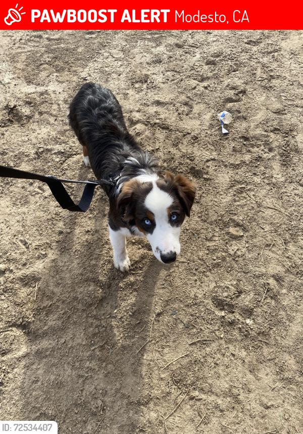 Lost Male Dog last seen Richland ave, musick ave, Modesto, CA 95351