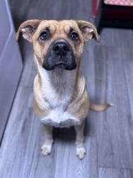 Found/Stray Female Dog last seen I-45 & Cypresswood, Spring, TX 77373