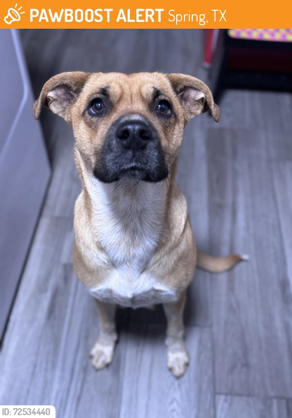 Found/Stray Female Dog last seen I-45 & Cypresswood, Spring, TX 77373